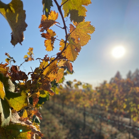 Meet your Posher, Erica - Picture 3 of 8